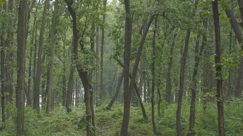 Rain in Himalayan Forest.Rain in Himalayas. Stock Footage 110829544