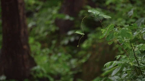Rain in Himalayas. Vidéo 110829531