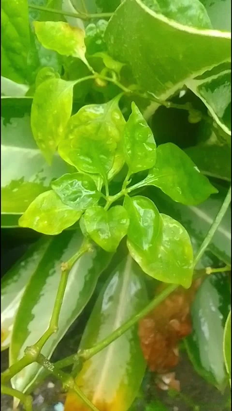 Rain hit the leaves 10 Stock Footage 217411502