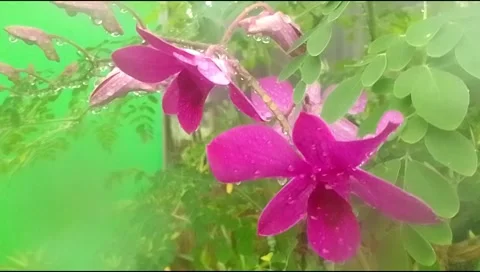 Rain hit the leaves 11 Stock Footage 217411500