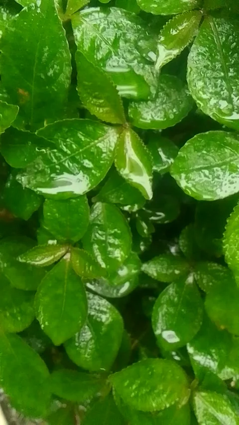 Rain hit the leaves 13 Stock Footage 217411498
