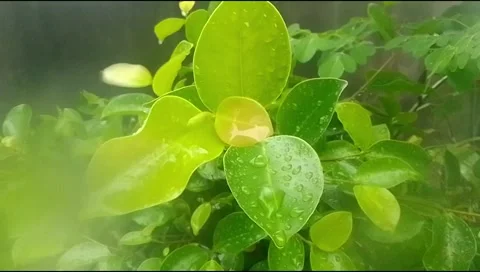 Rain hit the leaves 15 Stock Footage 217411488