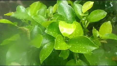Rain hit the leaves 16 Video stock 217411487