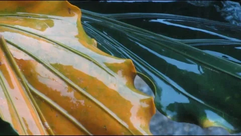 Rain hit the leaves 2 Stock Footage 217411692