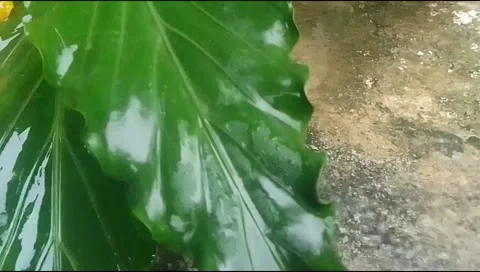 Rain hit the leaves 20 Stock Footage 217411467