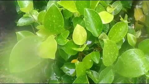 Rain hit the leaves 23 Stock Footage 217411459