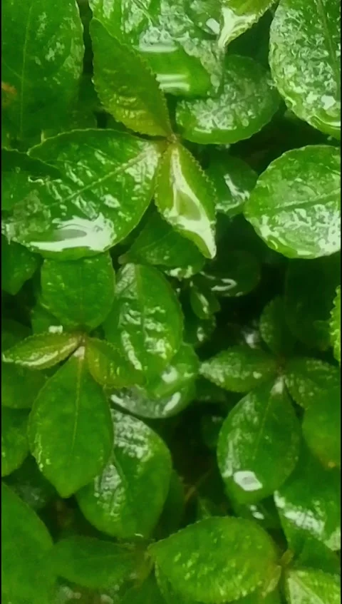 Rain hit the leaves 28 Stock Footage 217411424