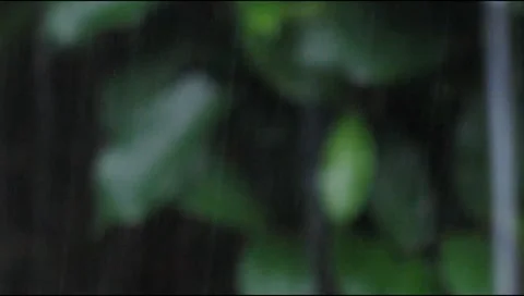 Rain hit the leaves 4 Stock Footage 217411672