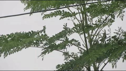 Rain hit the leaves 5 库存影片 217411671