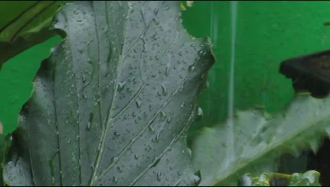 Rain hit the leaves 7 Stock Footage 217411652