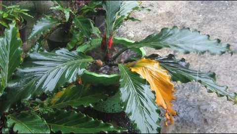 Rain hit the leaves 8 Stock Footage 217411624