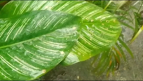Rain hit the leaves 9 Stock Footage 217411505