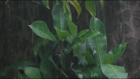 Rain hit the leaves Stock Footage 217411697