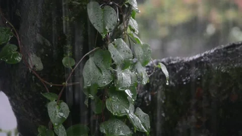 The rain hit the vines Stock Footage 245528126