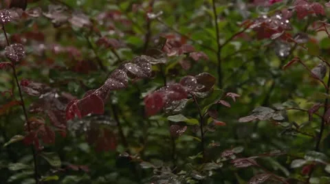 Rain hits branches slo-mo Stock Footage 12258215
