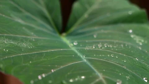Rain hits a large tropical leaf in slow motion, bouncing off the hydrophobi.. 스톡 동영상 290354517