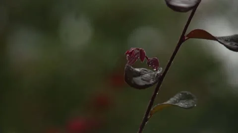 Rain hits leaf slo-mo 库存影片 12257691