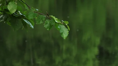Rain hitting alder branch and leaves hanging over lake Stock Footage 74093980