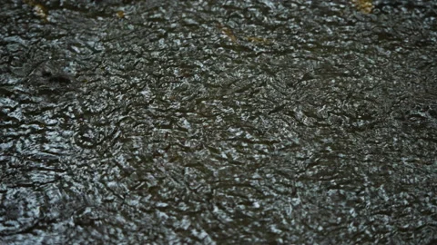 Rain Hitting the Forest Floor, Bali  50fps Stock Footage 147308126