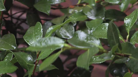 Rain Hitting Leaf 1 스톡 동영상 27455180