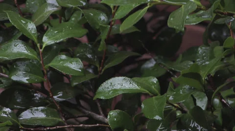 Rain Hitting Leaf 2 스톡 동영상 27453227