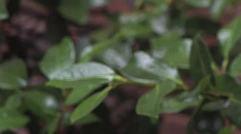 Rain Hitting Leaf Rack 2 스톡 동영상 27459238