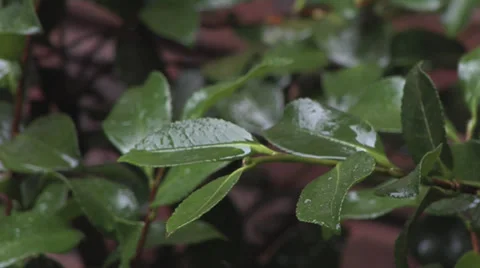 Rain Hitting Leaf Rack 4 스톡 동영상 27457543