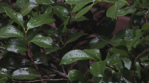 Rain Hitting Leaf Rack 5 스톡 동영상 27444592