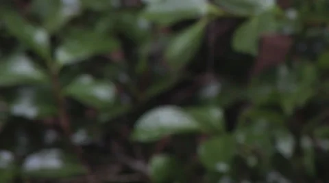 Rain Hitting Leaf Soft 1 스톡 동영상 27458578