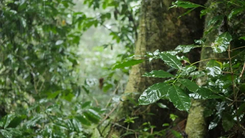 Rain Hitting Leaves in a Forest in Bali  50fps Stock Footage 147314122