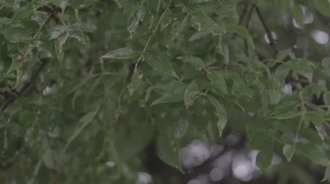 Rain Hitting Leaves on a Tree Stock Footage 53121755