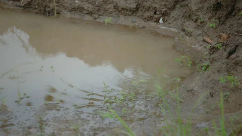 Rain hitting puddle of mud on the ground. Stock-Footage 343941405