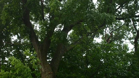 Rain hitting the tops of a big tree Stock Footage 128145383