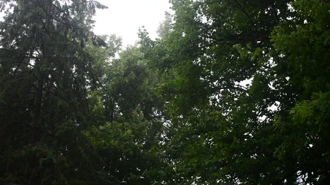 Rain hitting the tops of trees Stock Footage 128145512