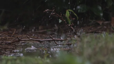 Rain Hitting Water Pull 1 스톡 동영상 27448320