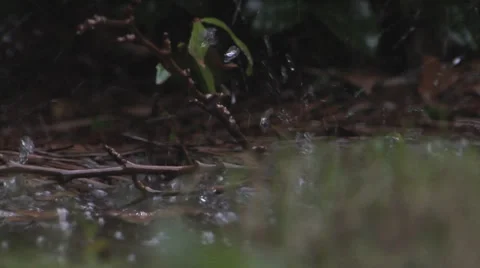 Rain Hitting Water Pull 2 스톡 동영상 27445664