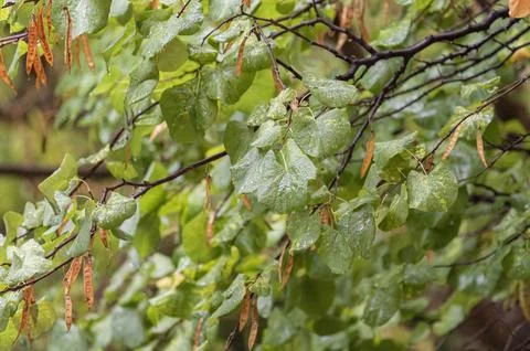 Rain from an intense summer storm falling on the green leaves of a leafy tr.. Stock Photos