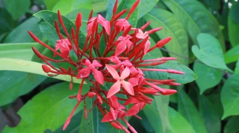 Rain on ixora 스톡 동영상 55413713