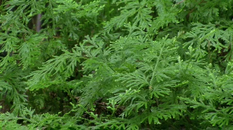 Rain On Japanese Cedars Stock Footage 729609