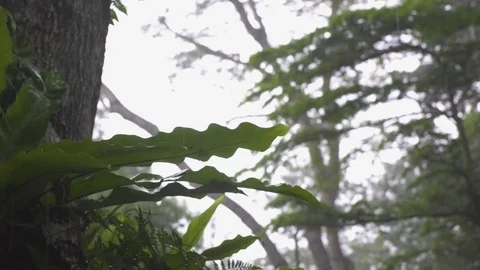 Rain in the jungle Stock Footage 74569868