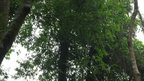 Rain in jungle Indonesia Stock-Footage 84150825