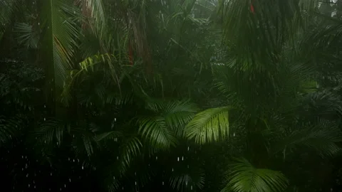 Rain in jungle. Rain drops falls on tropical threes in wild mountain forests Stock Footage 195277129