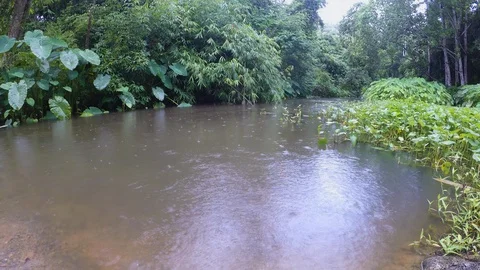 Rain On A Jungle Stream Stock Footage 89607381