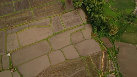 Rain-Kissed Rice Fields Stock Photos
