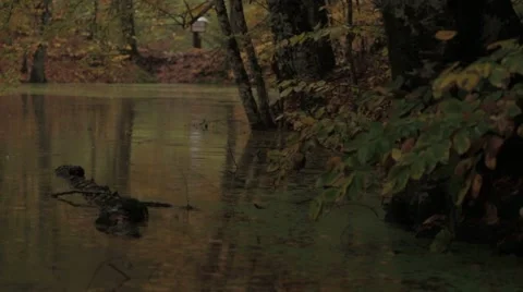 Rain on the lake Stock Footage 43319704