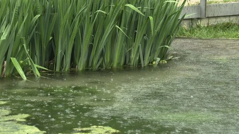 Rain on the lake in the park Stock Footage 107227586