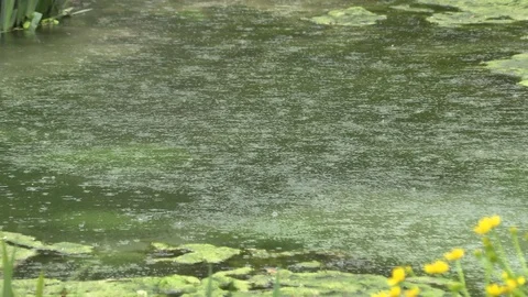 Rain on the lake in the park Stock-Footage 107228071