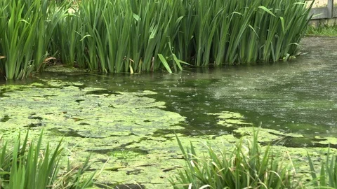 Rain on the lake in the park Stock-Footage 107229122