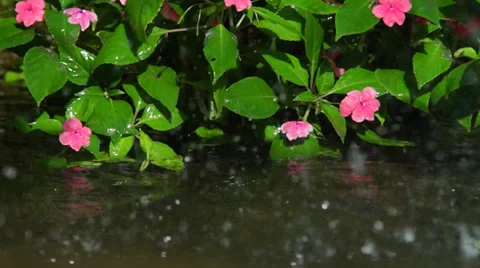 Rain by the lake with some flowers Stock Footage 35478631