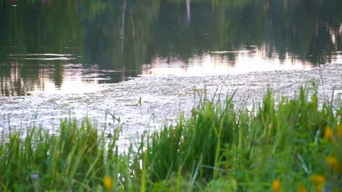 The rain on the lake surface Stock-Footage 85684612